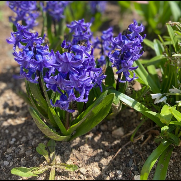 Meet your Posher, Jenny- *posh ambassador * - Picture 8 of 12